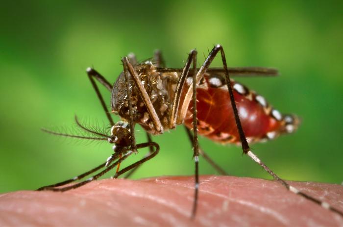Three ways advanced genetic engineering could help address Zika and other mosquito-borne diseases